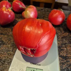Provenzano – Joanna Wiraszka, 1242 g