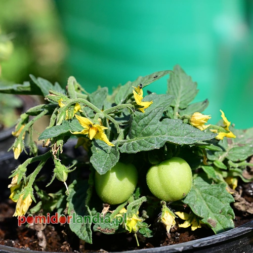 Micro Tom Heirloom