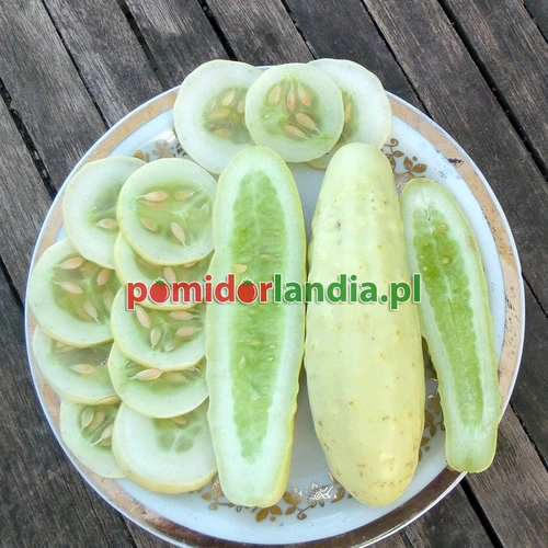 White Salad Cucumber
