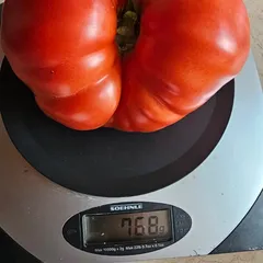 Aussie – Wojciech Kacprzyk, 768 g