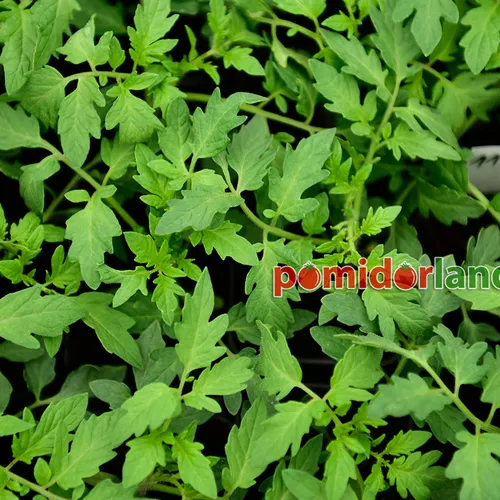 Young Golden Queen Heirloom plants with green leaves.