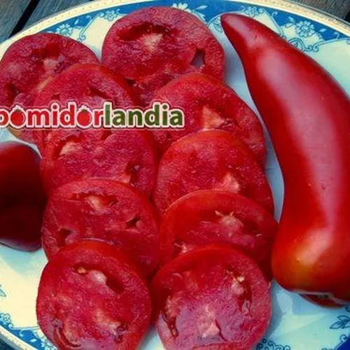 Rote, halbierte Früchte der Sorte Stierhörner" Opalka auf einem blau-weißen Teller. Die Früchte haben rotes Fruchtfleisch.