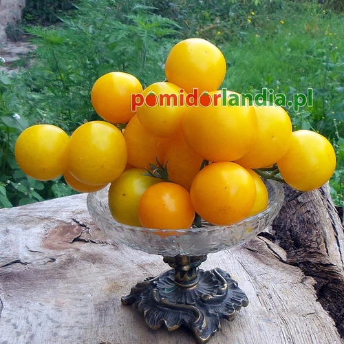 Ping Pong Yellow