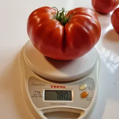 Aussie – Nikolas Kowalczyk, 780 g