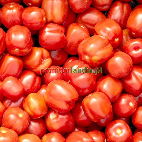 Red Stuffer Cherry