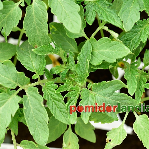 Bush Beefsteak