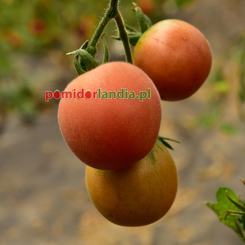 Pink Peach