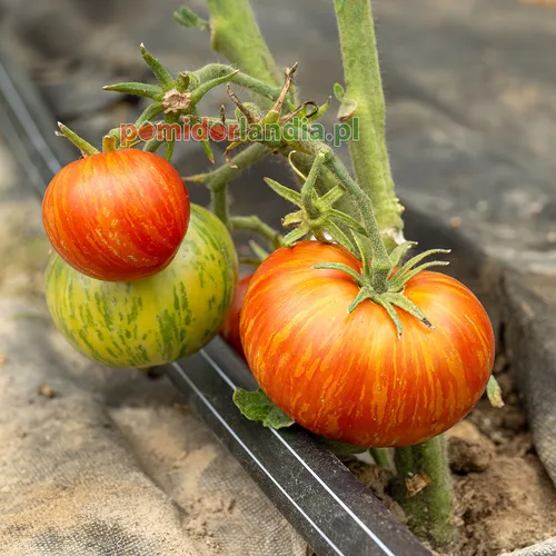Pomarańczowe i zielone, żebrowane owoce odmiany Dwarf Beauty King na krzaku.