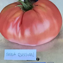 Anna Russian – Magdalena Nowakowska, 705 g