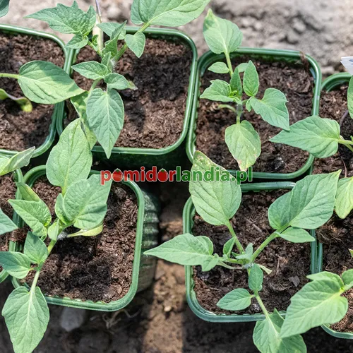 Młode rośliny odmiany Potato Leaf White o liściach typu ziemniaczanego w zielonych doniczkach.