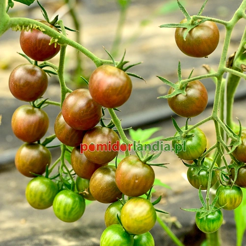 Black Cherry