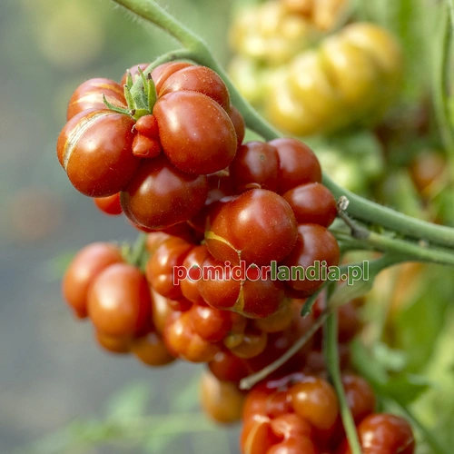 Reisetomato