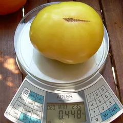 Great White – Lucyna Nitschke, 448 g