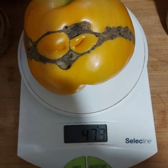 Mortgage Lifter Yellow – Katarzyna Birnbaum, 473 g