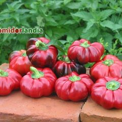 Super Red Pimento (słodka)