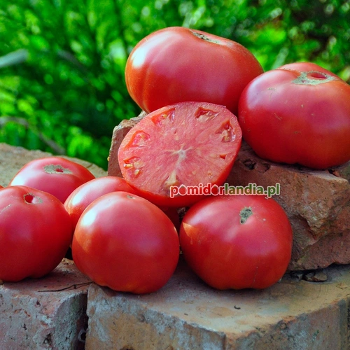 Caspian Pink