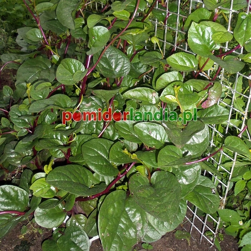 Summer Spinach Malabar