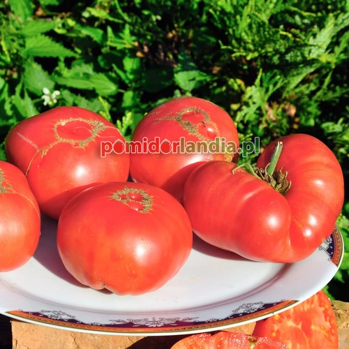 Large Pink Bulgarian