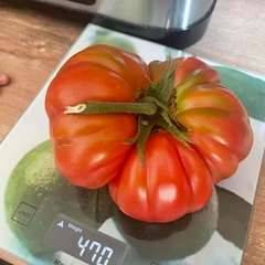 Ispolin – Karolina Pagacz, 470 g