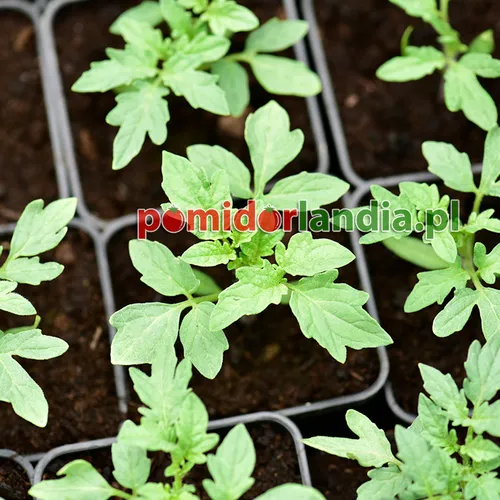 Młode rośliny odmiany Pineapple Green o liściach typu regularnego w czarnych pojemnikach z ziemią.