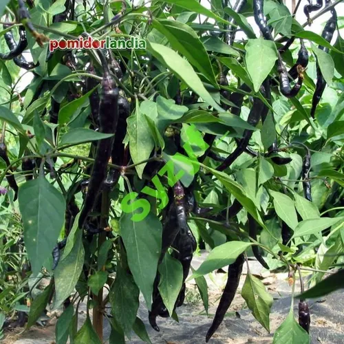 Purple Thai Chili (ostra)