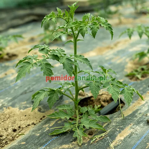 Młoda roślina odmiany Wapsipinicon Peach o liściach typu regularnego rośnie w czarnej agrotkaninie.