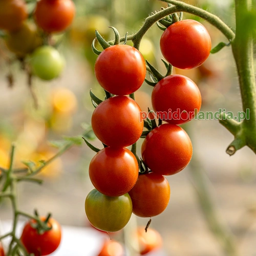 Sebastopol Cherry