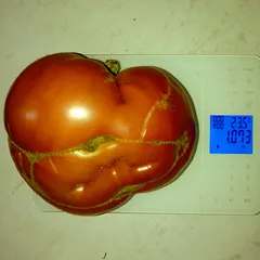 Mexico – Barbara Otulak, 1073 g