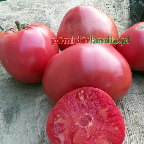 Pink, flattened and large-fruited Grandfather Martino tomatoes on wooden boards. One tomato is cut in half, with red flesh.