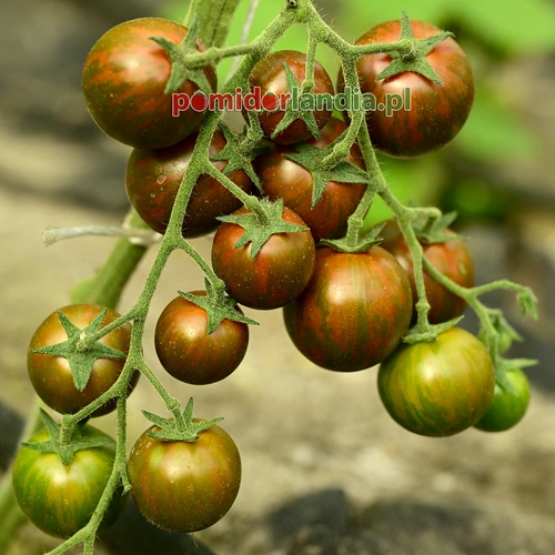 Cherry Black Zebra
