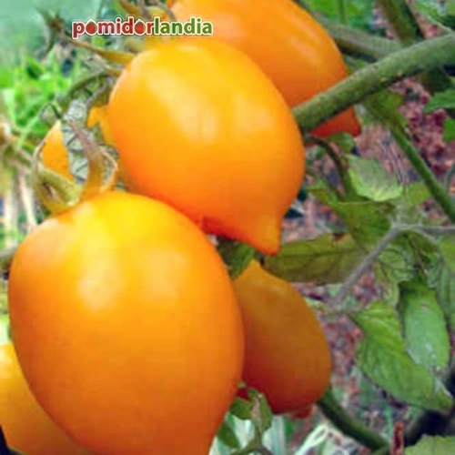 Plum Lemon