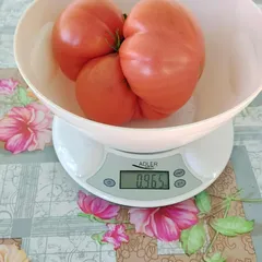 Ispolin – Lucyna Wróbel, 965 g