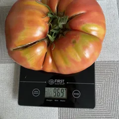 Florida Pink – Agnieszka Laskowska, 969 g
