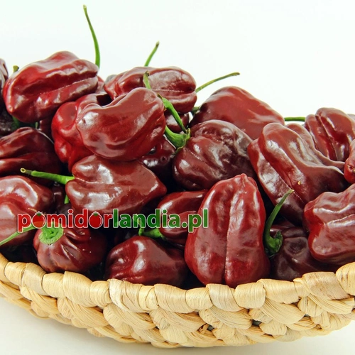 Habanero Czekoladowa (ostra)