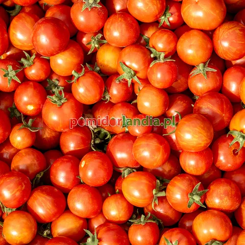 Wielokolorowe, czerwone i pomarańczowe kuliste owoce odmiany Ruby Slippers Dwarf. Duża ilość drobnych owoców typu cherry.