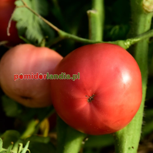 Rosella Crimson
