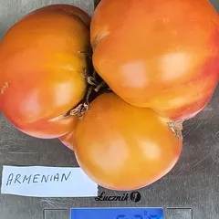 Armenian – Magdalena Nowakowska, 620 g