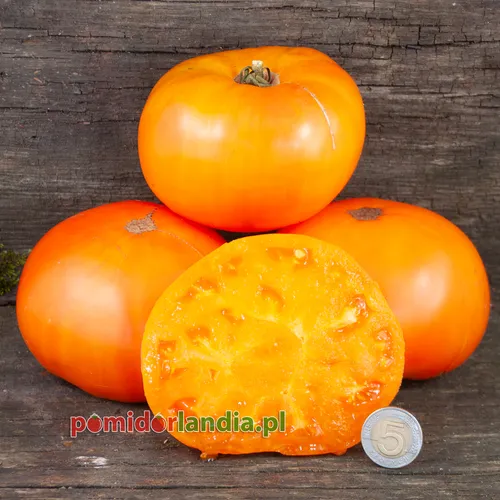 Pomarańczowe, kuliste i wielkoowocowe owoce odmiany Amana Orange na drewnianych deskach. Jeden owoc jest przekrojony, ukazując pomarańczowy miąższ.