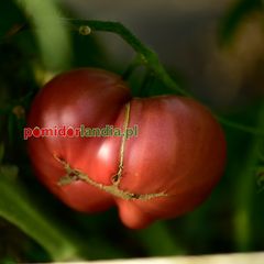 Rosella Purple