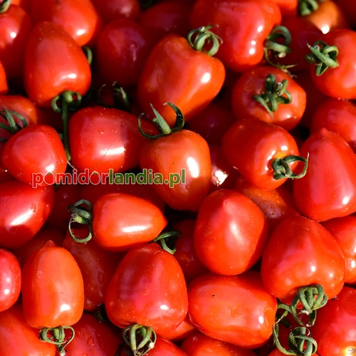 Sweetheart Cherry Heirloom