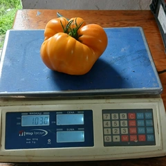 Orange Strawberry – Aleksander, 1030 g