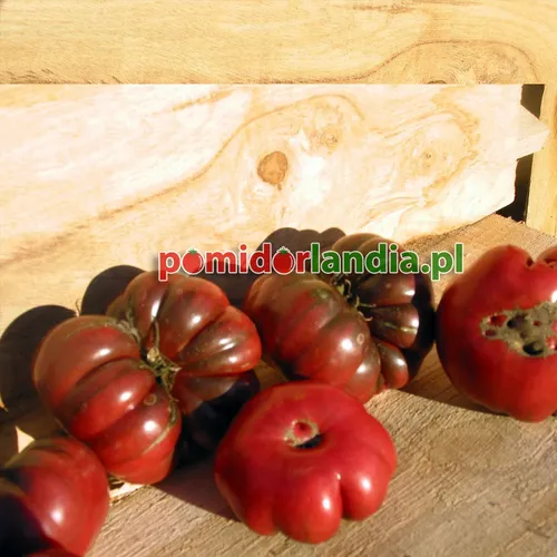 Schwarze, abgeflachte und gerippte Früchte der Sorte Purple Calabash auf einem Holzuntergrund.