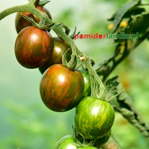 Black Zebra Heirloom