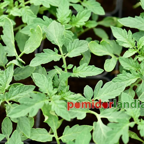 Młode rośliny odmiany Berkeley Tie-Dye Heart o liściach typu regularnego.