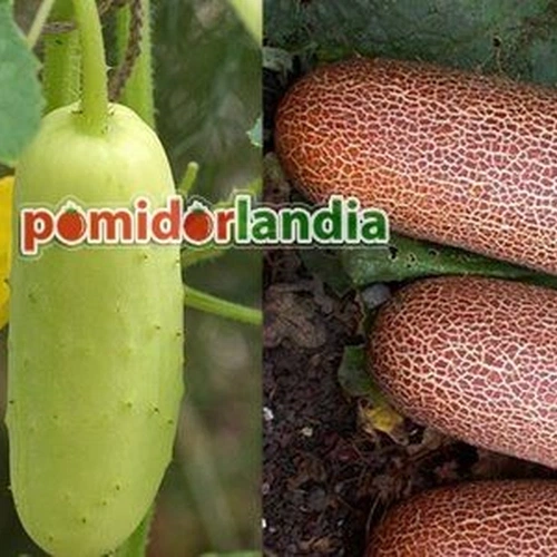 Poona Kheera cucumber