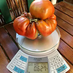 Ruby Surprise – Lucyna Nitschke, 627 g