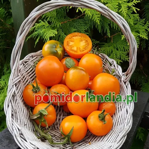 Pomarańczowe, kuliste i gładkie owoce odmiany Jubilee w białym koszyku. Jeden owoc jest przekrojony, ukazując pomarańczowy miąższ.