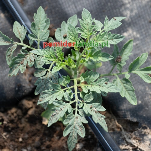 Gardener's Delight Heirloom