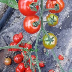 Zuckertraube Heirloom