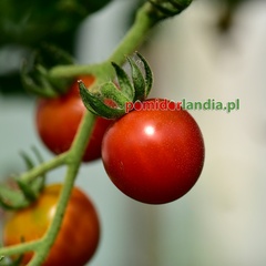Cherry Sweetie